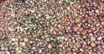 ভারত থেকে আসা পচা পেঁয়াজে ব্যবসায়ীদের ১০ কোটি টাকা লোকসান