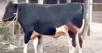 ৩০ মণ ‘সম্রাট’র দাম ১২ লাখ, ২৫ মণের ‘যুবরাজ’ ৮ লাখ