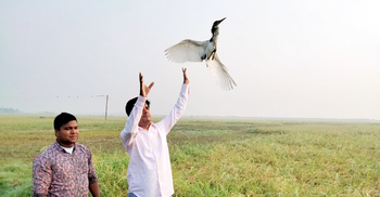 মুক্ত আকাশে ডানা মেললো তিন শতাধিক বক