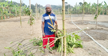 মাদক সেবনে বাধা দেওয়ায় দুই বিঘা আমবাগান নষ্ট