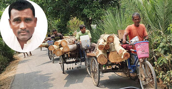 সিংড়ায় সড়কের পাশের গাছ কেটে নিচ্ছেন আ.লীগ নেতা