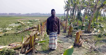 চাকরি না পেয়ে কলা চাষ, স্বপ্ন শেষ করে দিল দুর্বৃত্তরা