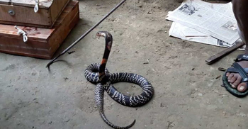 লাইসেন্স ছাড়াই সাপের খামার, ৪৯টি বিষধর সাপ উদ্ধার