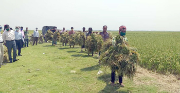 হুমকির মুখে হাওরের আড়াই লাখ মেট্রিক টন বোরো ধান