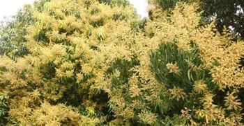 গাছে গাছে ঘ্রাণ ছড়াচ্ছে আমের মুকুল