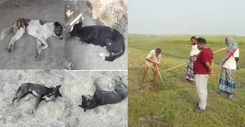 অজ্ঞাত রোগে মরছে গরু ছাগল কুকুর বিড়াল, এলাকায় আতঙ্ক