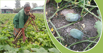 পাহাড়ে সবজি চাষে প্রতিবন্ধী শফিউলের সাফল্য
