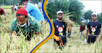 রোজা রেখে কৃষকের তিন বিঘা জমির ধান কেটে দিল ছাত্রলীগ