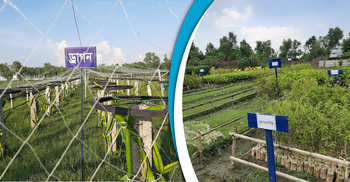 ভাসানচরকে প্রাকৃতিক দুর্যোগ থেকে রক্ষা করবে সবুজ বেষ্টনী