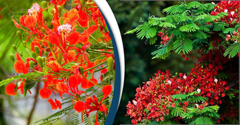 প্রকৃতিতে লেগেছে লালের ছটা