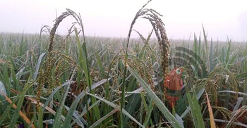 দিনে কড়া রোদ রাতে কুয়াশা, নীলফামারীতে বাড়ছে ঠান্ডাজনিত রোগ