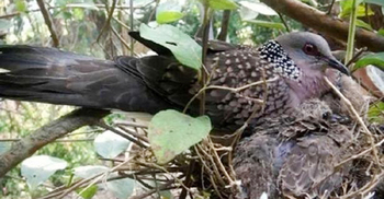 পুলিশ সুপারের বাসায় ৩০ জোড়া ঘুঘু