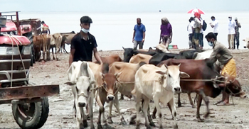 ঈদে ভাসানচরে রোহিঙ্গাদের জন্য ২৩৫ গরু কোরবানি