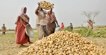 আলুর বাম্পার ফলন, কেজি ১৪ টাকা