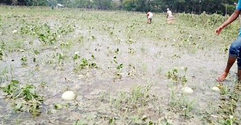 জোয়ারের লোনা পানি কেড়েছে কৃষকের হাসি