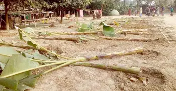 মান্দায় পূর্ব শত্রুতার জেরে ফলদ গাছ কর্তন