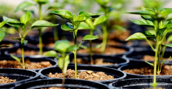 বাড়িতে সাজা খেটে উপহার পেলেন নুর উদ্দিন