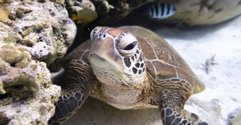 Ocean treaty: Historic agreement reached after decade of talks