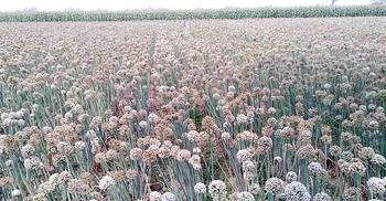 নওগাঁয় পেঁয়াজের বীজ চাষে লাভের আশা চাষিদের