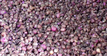 হিলিতে ক্রেতার অভাবে পচছে আমদানির পেঁয়াজ