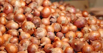 Over 9.67-lakh tonnes onion yield expected in Rajshahi Div