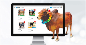 Online apps reshaping cattle markets ahead of Eid