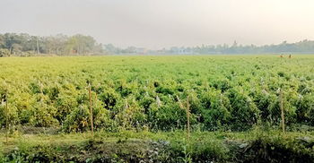 পঞ্চগড় চিনিকল বন্ধ, আখের জমিতে টমেটো-ভুট্টা চাষ