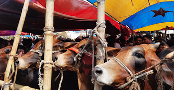 পশুহাট জমলেও দাম নিয়ে হতাশ বিক্রেতারা