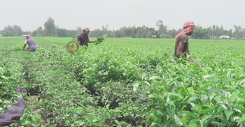উত্তরাঞ্চলে চা শ্রমিকদের দৈনিক আয় ৪৫০-৭০০ টাকা