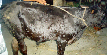 পাবনায় লাম্পি স্কিন রোগে মরছে গরু, আতঙ্কে খামারিরা