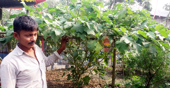 এক গাছেই এক মণ বেগুন, দিতে হয়েছে মাচা