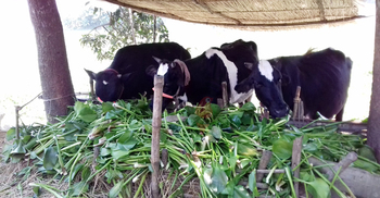 দাম বাড়ায় গরুর খাবার কমাতে বাধ্য হচ্ছেন চাষি