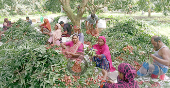 ঈশ্বরদীর লিচুকন্যাদের কথা কেউ বলে না