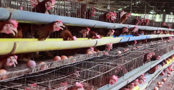 পাবনায় হুমকির মুখে ১০ হাজার পোলট্রি খামারি