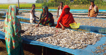 কদর বেড়েছে পাবনার শুঁটকির, রপ্তানি হচ্ছে বিদেশে