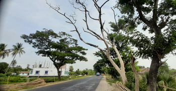 মহাসড়কের দুই পাশে মরা গাছ, ঝুঁকি নিয়ে চলাচল