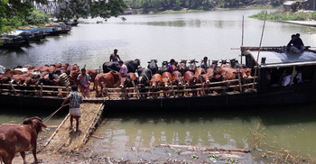সেদিন মাঝির লালসার বলি হয় ৪৫ গরু