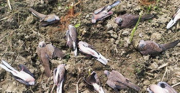 খাবারের সন্ধানে এসে প্রাণ গেল শতাধিক পাখির