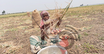 উৎপাদন খরচই উঠছে না পেঁয়াজ চাষিদের