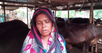 ১৯০০ টাকার দুই গাভীতেই বাজিমাত হাওয়া বেগমের