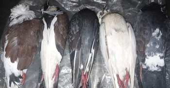 ‘বিষ মেশানো’ ঘাসবীজ খেয়ে আড়াইশো কবুতরের মৃত্যু