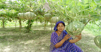 ৪০ বিঘাজুড়ে বেইলির খামার