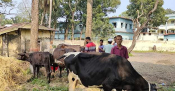 বাথান থেকে ডাকাতি হওয়া ৫ গরু উদ্ধার, গ্রেফতার ৬