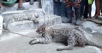 পাবনায় মেছো বাঘের কামড়ে চারজন আহত