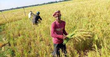 একবার রোপণে ধান হবে পাঁচবার!