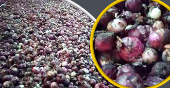 হিলিতে গুদামেই পচছে পেঁয়াজ, ১০ টাকা কেজি দরে বিক্রি