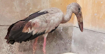 সিরাজগঞ্জে অসুস্থ শামুকখোল পাখি উদ্ধার