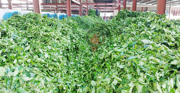 পঞ্চগড়ে ক্ষুদ্র চা বাগান এখন চাষিদের গলার কাঁটা