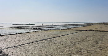 ধীরে নামছে হাওরাঞ্চলের পানি, বোরো চাষে শঙ্কা