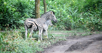 শেখ মুজিব সাফারি পার্কে জেব্রা পরিবারে নতুন অতিথি